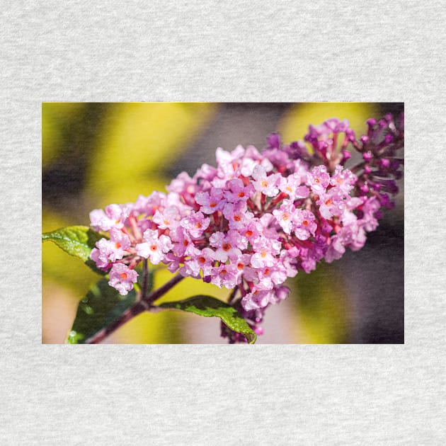 Butterfly bush close-up by blossomcophoto